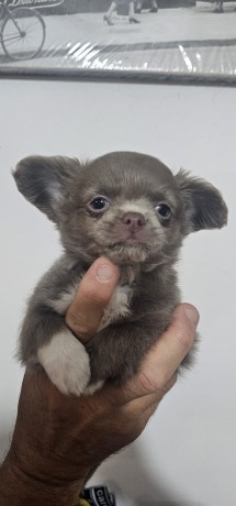 chihuahua-a-pelo-lungo-lilac-big-2