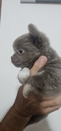 chihuahua-a-pelo-lungo-lilac-big-3