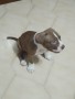 vendita-di-pitbull-small-3