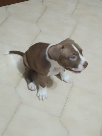 vendita-di-pitbull-big-3