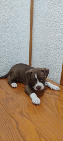 vendita-di-pitbull-big-2