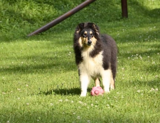 Cuccioli pastore scozzese a pelo lungo