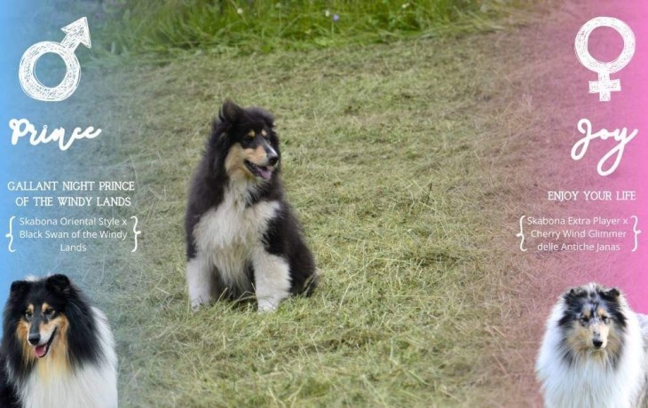 cuccioli-pastore-scozzese-a-pelo-lungo-big-2