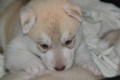 siberian-husky-cuccioli-small-1