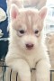 siberian-husky-cuccioli-small-0