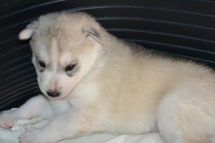 siberian-husky-cuccioli-big-2