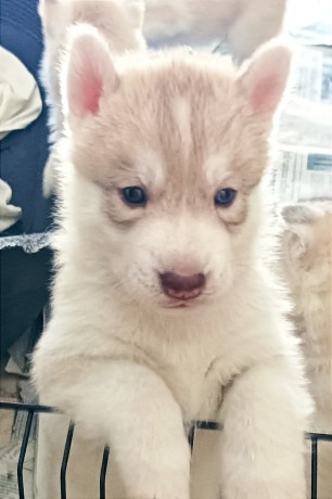 siberian-husky-cuccioli-big-0