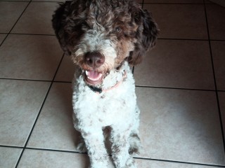 Cucciolo di Lagotto Romagnolo