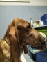 cucciola-bracco-italiano-small-0