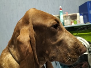 Cucciola Bracco italiano