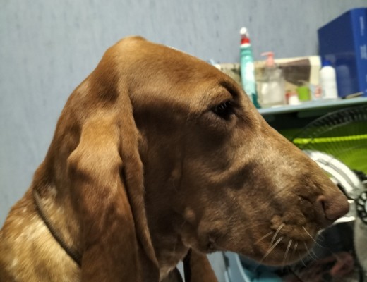 Cucciola Bracco italiano