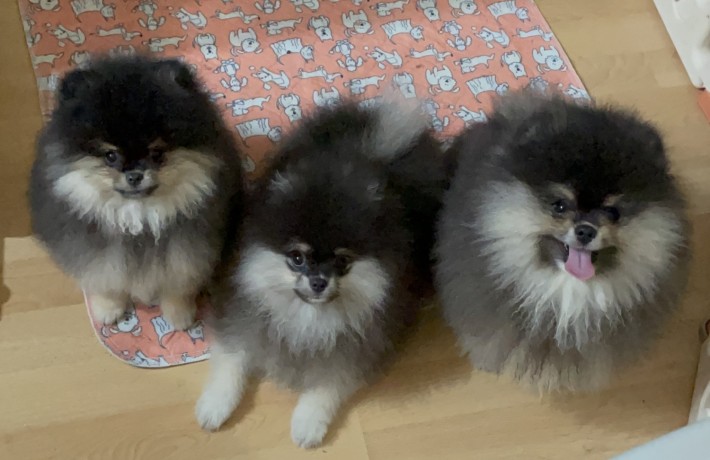 volpino-di-pomerania-spitz-tedesco-nano-big-4