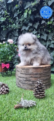 pomerania-big-0