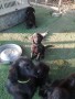 cuccioli-flat-coated-retriever-small-3