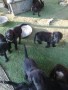 cuccioli-flat-coated-retriever-small-1