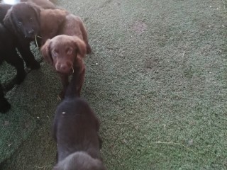 Cuccioli Flat Coated Retriever