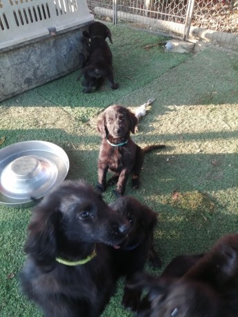 cuccioli-flat-coated-retriever-big-3