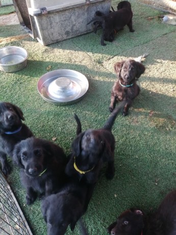 cuccioli-flat-coated-retriever-big-2