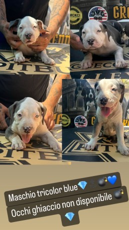 cuccioli-di-pitbull-tricolor-big-0