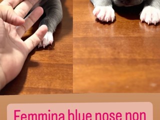 CUCCIOLI DI PITBULL BLUE NOSE ALTA GENEALOGIA