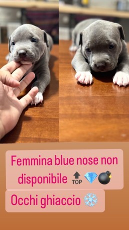 cuccioli-di-pitbull-blue-nose-alta-genealogia-big-0