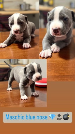 cuccioli-di-pitbull-blue-nose-alta-genealogia-big-1