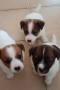 allevamento-stesi-jack-russell-small-2