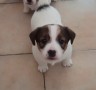 allevamento-stesi-jack-russell-small-3