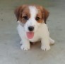 allevamento-stesi-jack-russell-small-1