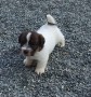 allevamento-stesi-jack-russell-small-4