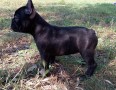 splendide-cucciole-bouledogue-francese-small-0