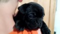 splendide-cucciole-bouledogue-francese-small-2