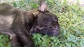 splendide-cucciole-bouledogue-francese-small-4