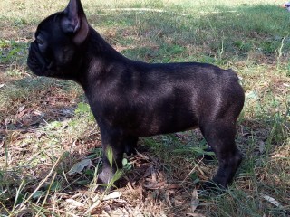 Splendide cucciole Bouledogue francese