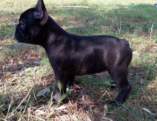 Splendide cucciole Bouledogue francese