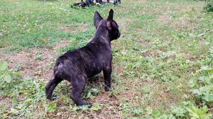 splendide-cucciole-bouledogue-francese-big-3