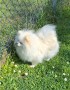 spitz-tedesco-nano-pomerania-small-1