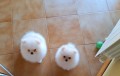 spitz-tedesco-nano-pomerania-small-0