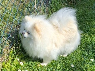 Spitz tedesco nano (Pomerania)