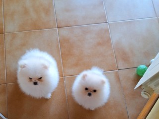 Spitz tedesco nano (Pomerania)