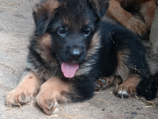 Cuccioli di pastore tedesco da esposizione