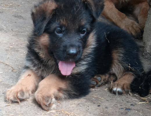 Cuccioli di pastore tedesco da esposizione