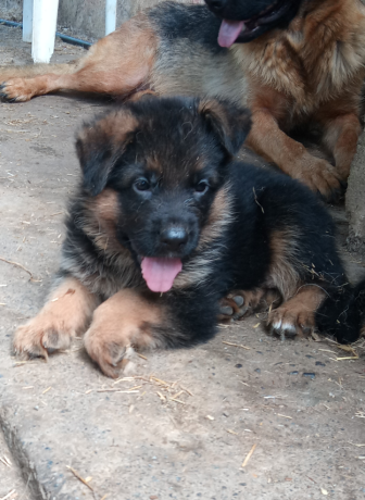 cuccioli-di-pastore-tedesco-da-esposizione-big-0