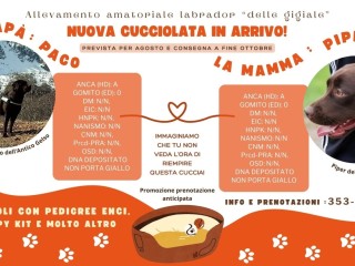 CUCCIOLI DI LABRADOR DI ALTISSIMA GENEALOGIA