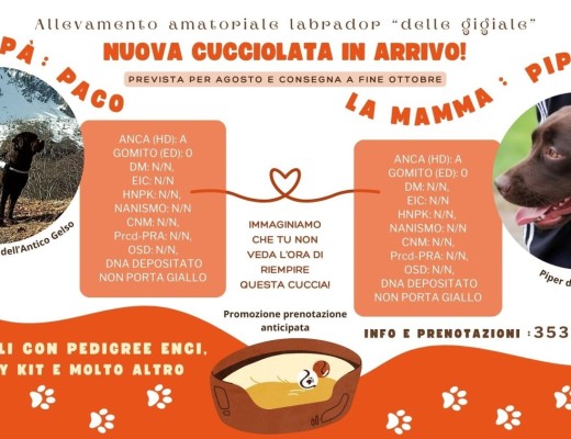 CUCCIOLI DI LABRADOR DI ALTISSIMA GENEALOGIA