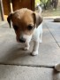 cuccioli-di-jack-russell-terrier-small-1