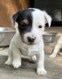 cuccioli-di-jack-russell-terrier-small-5