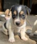 cuccioli-di-jack-russell-terrier-small-4