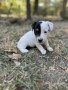 cuccioli-di-jack-russell-terrier-small-2