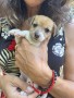 cuccioli-di-jack-russell-terrier-small-3